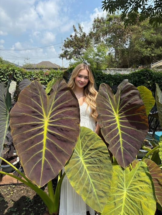 Colocasia Solar Shield