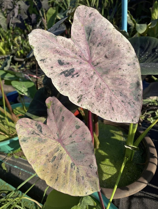 Colocasia Omen