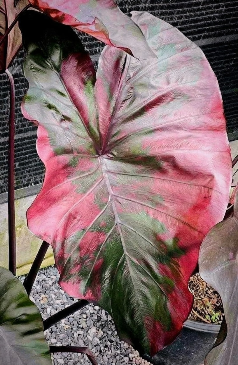 Colocasia Suksathid #2