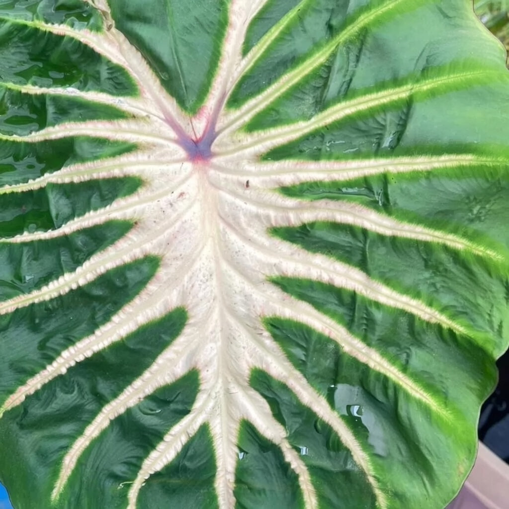 Colocasia White Lava