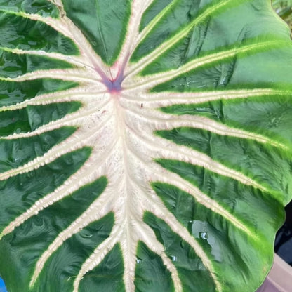 Colocasia White Lava