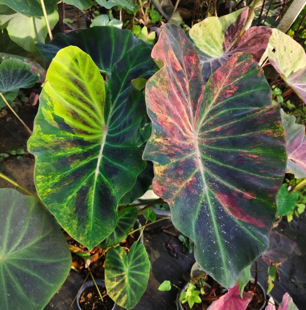 Colocasia Orange Fiery