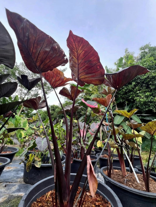 Colocasia Mocha Cup