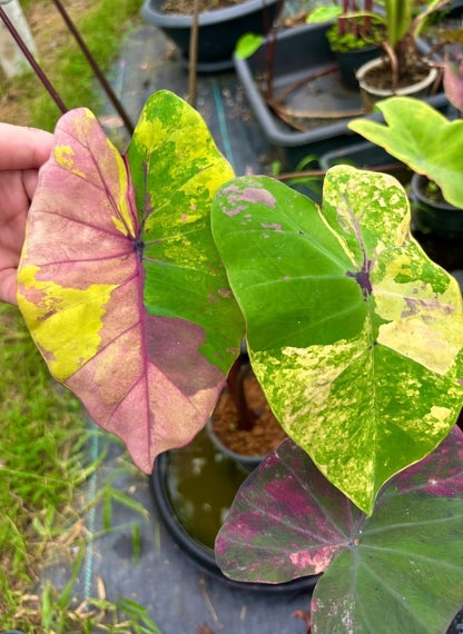 Colocasia Pop Rock Iris