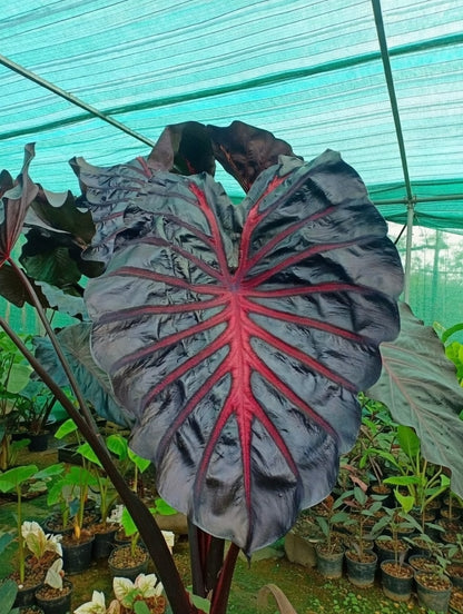 Colocasia Jubilee