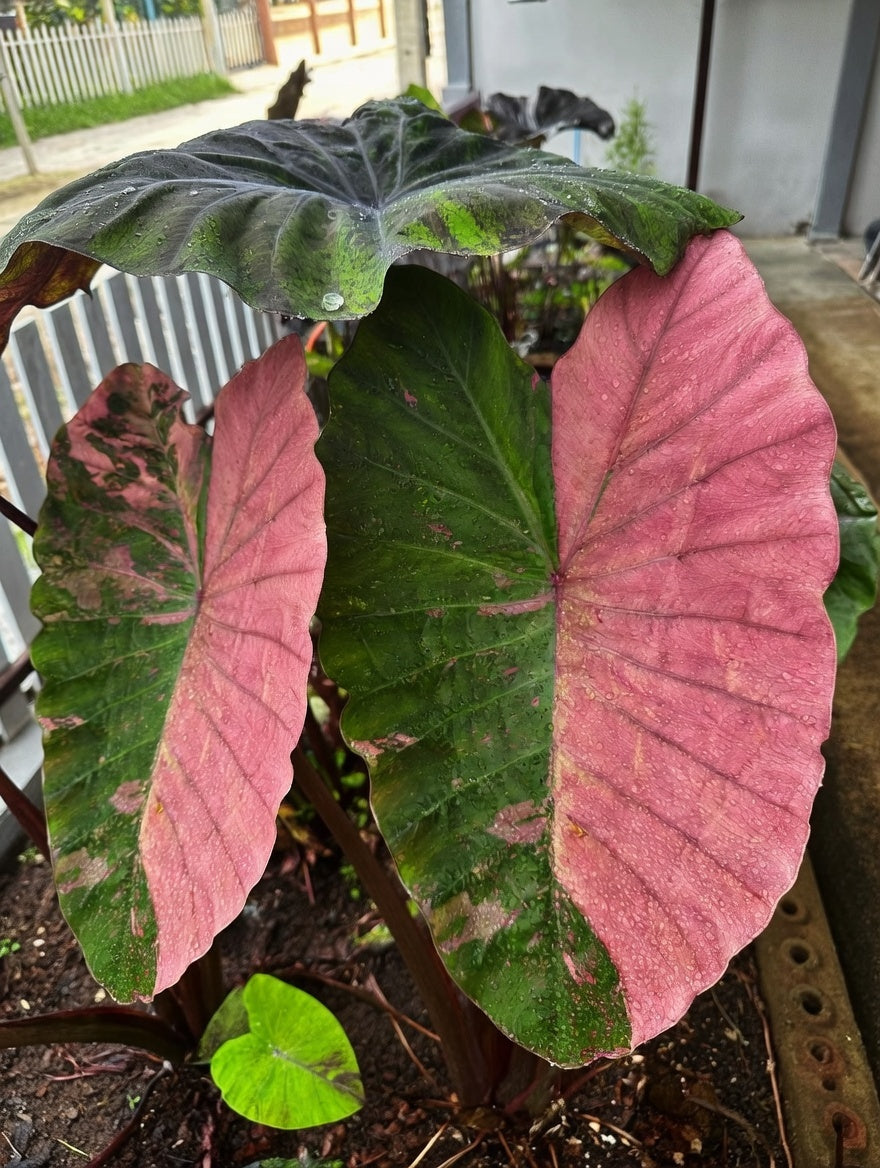 Colocasia Pink Toumaline