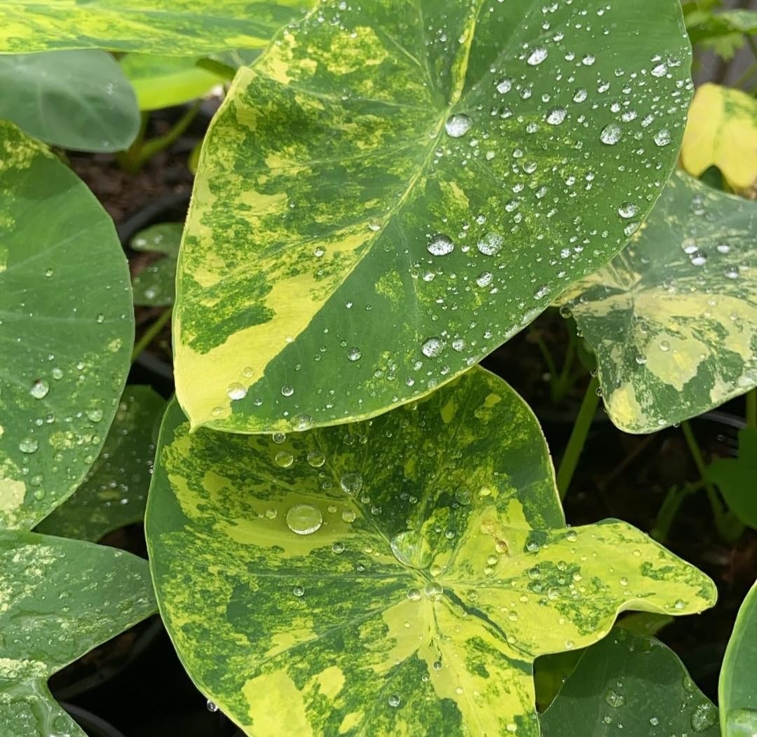 Colocasia Yellow Splash