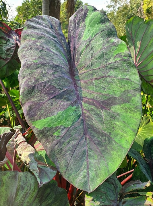 Colocasia Papua Serui