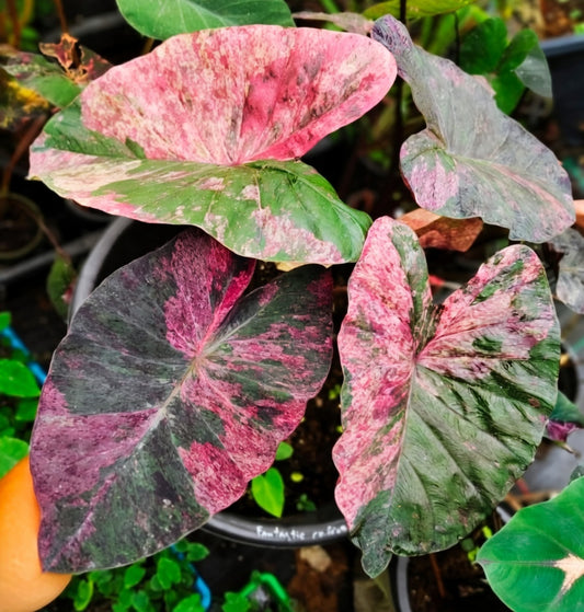 Colocasia Fantastic