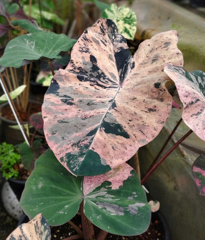 Colocasia Star Wars Episode Three