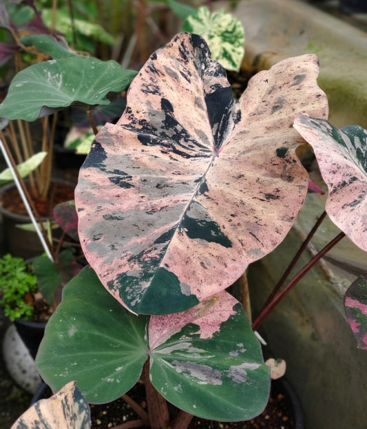 Colocasia Star Wars Episode Three