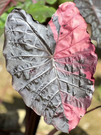 Colocasia Suksathid #1