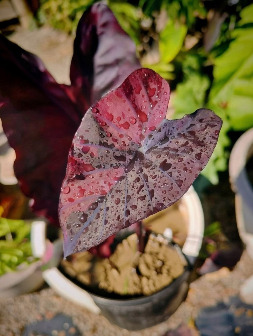 Colocasia Suksathid #2