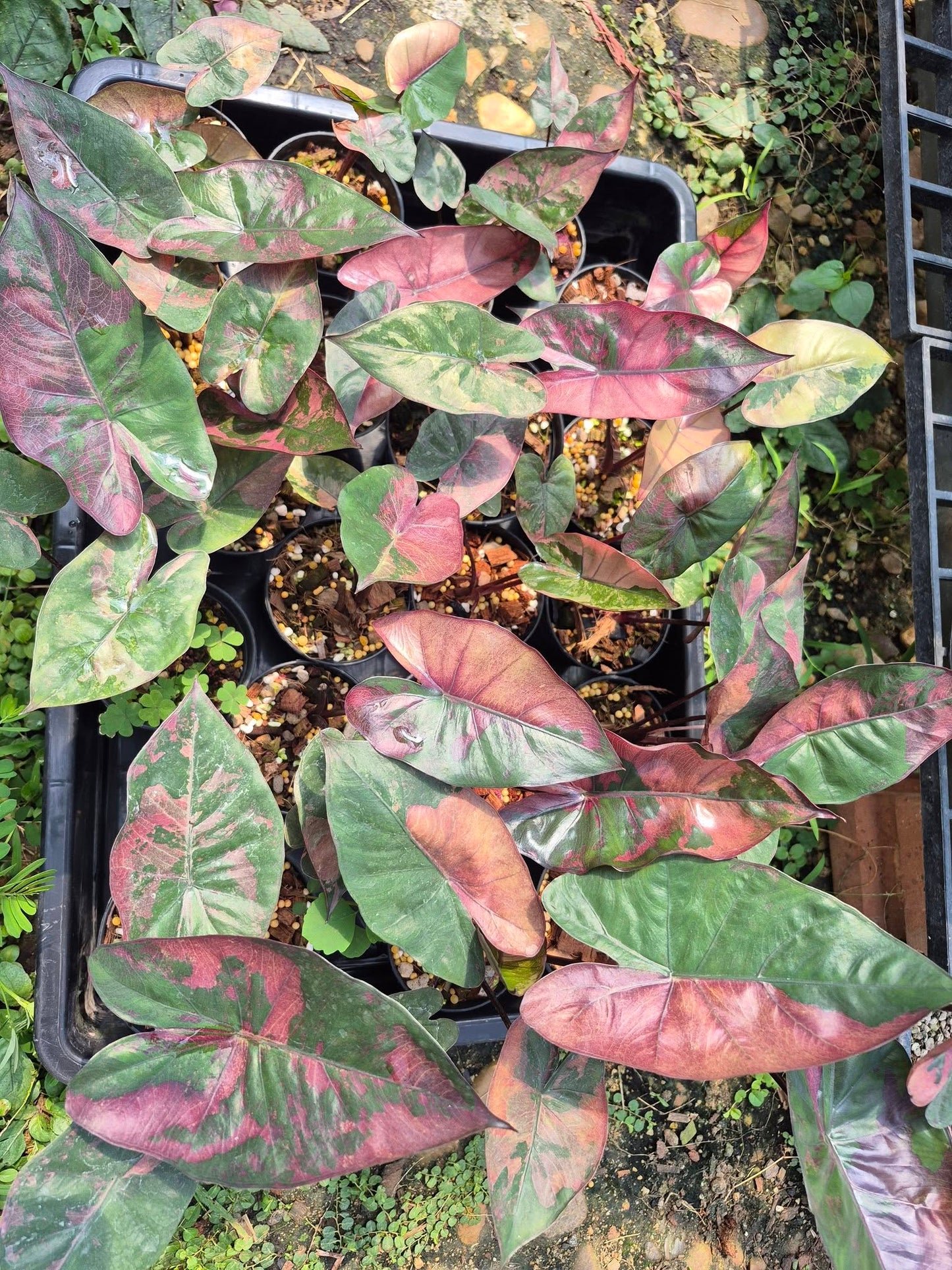 Alocasia Plumbea Nigra Pink