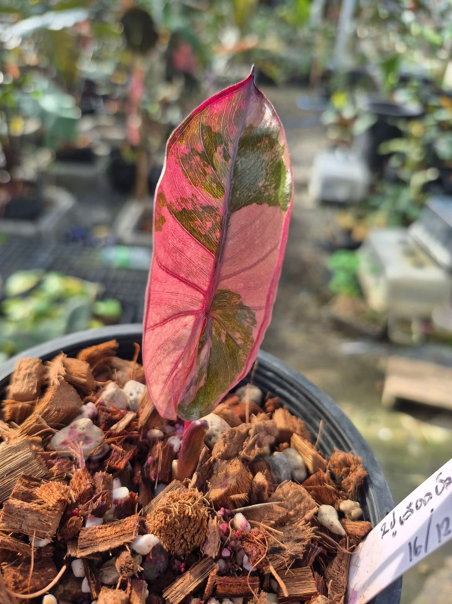 Alocasia Plumbea Nigra Pink