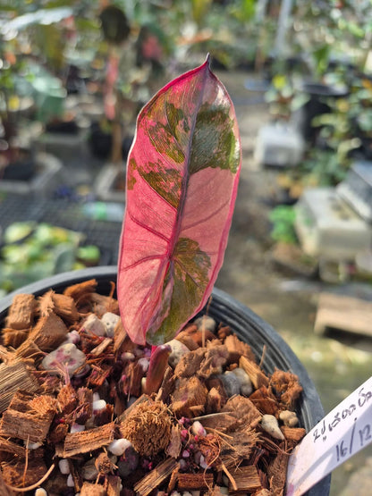Alocasia Plumbea Nigra Pink