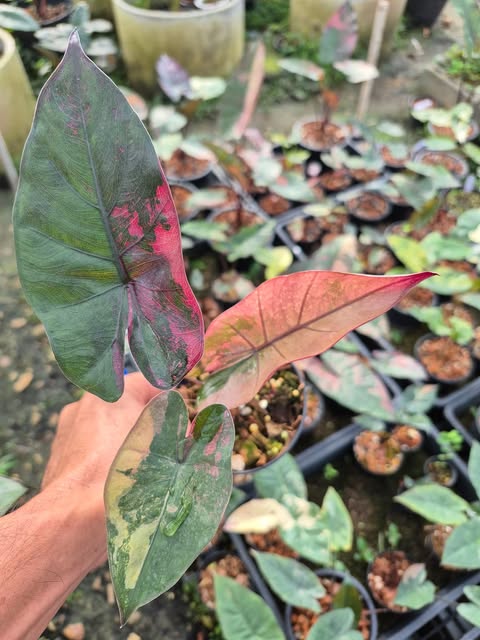 Alocasia Plumbea Nigra Pink