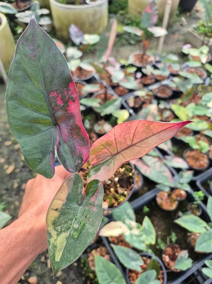 Alocasia Plumbea Nigra Pink