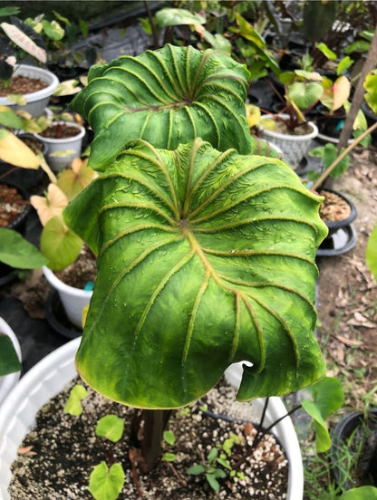 Colocasia Aphrodite