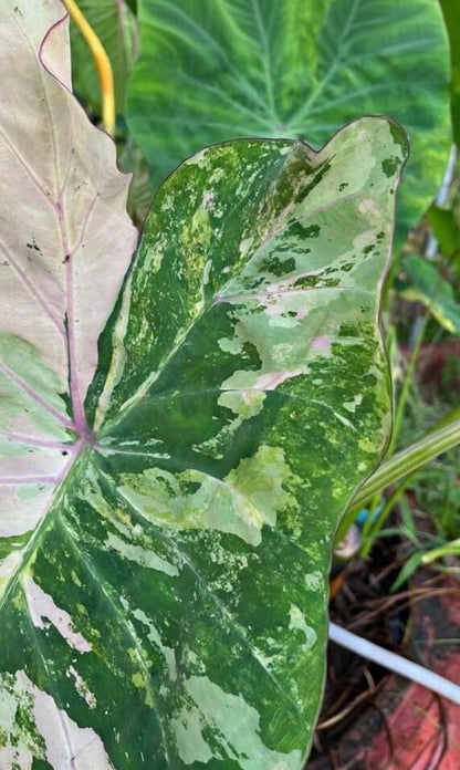 Colocasia Pink Andaman