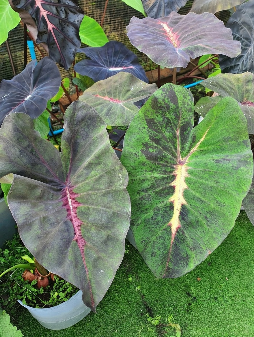 Colocasia Equator