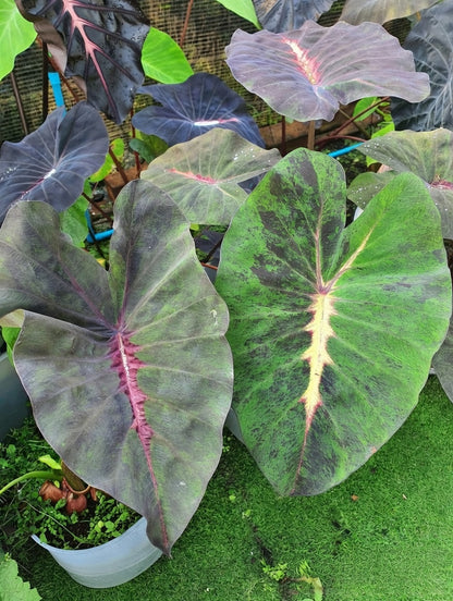 Colocasia Equator