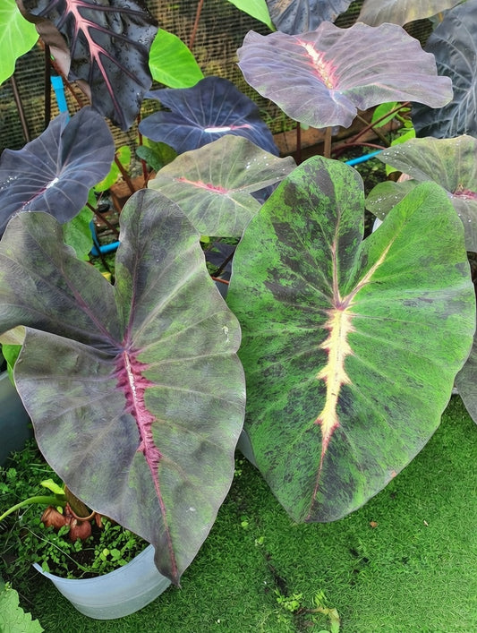 Colocasia Equator