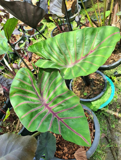 Colocasia Lava Lisa