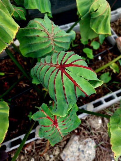 Colocasia Cleopatra