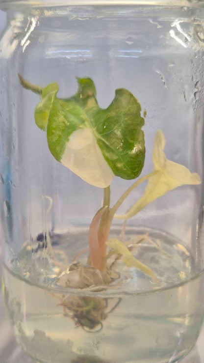 Alocasia Venom Pink Variegated Tissue Culture Plantlet