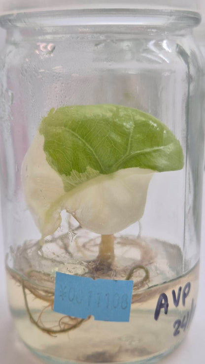 Alocasia Venom Pink Variegated Tissue Culture Plantlet