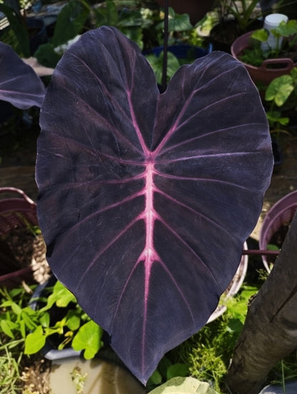 Colocasia Mamuang