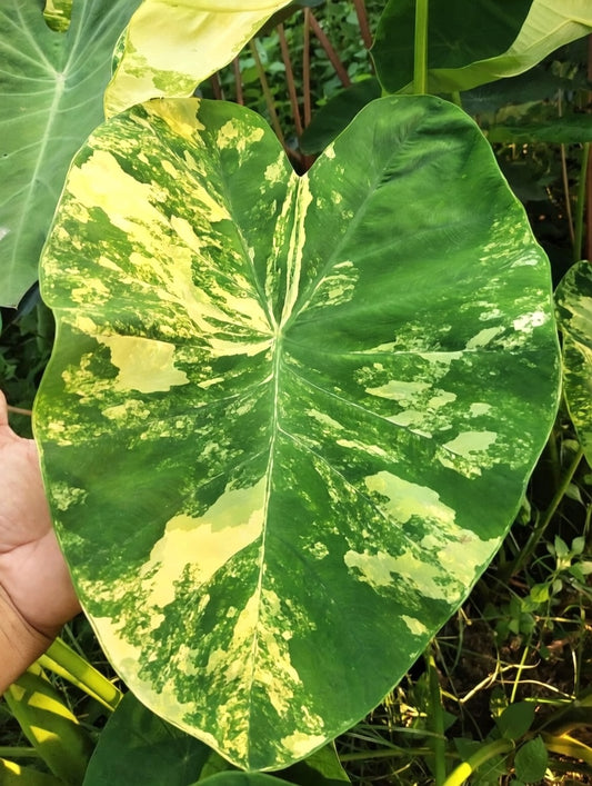 Colocasia Wayu Andaman