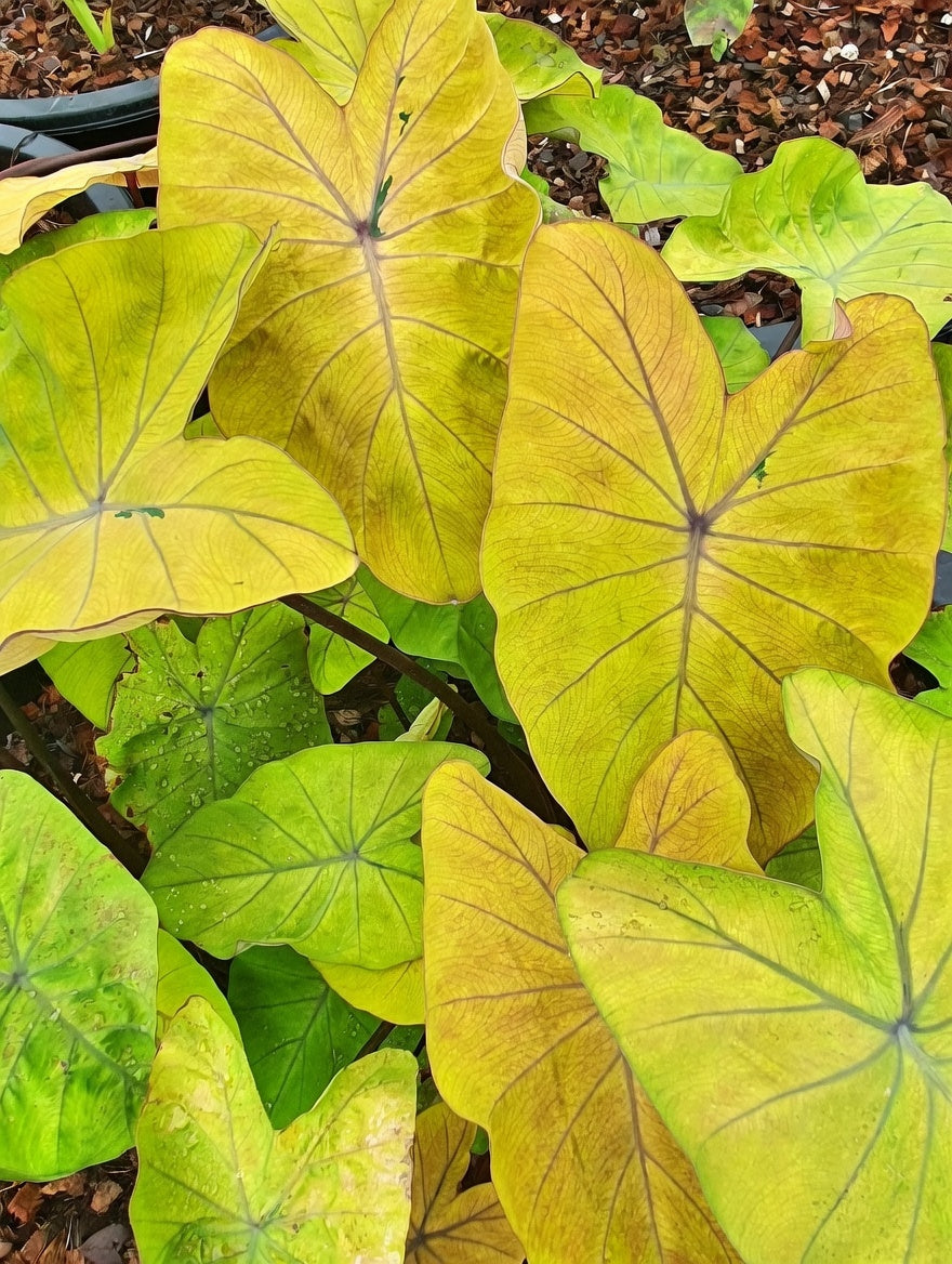 Colocasia Canary