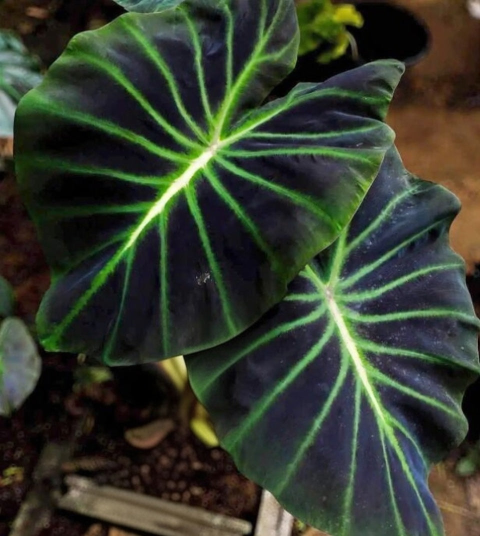 Colocasia Luminova