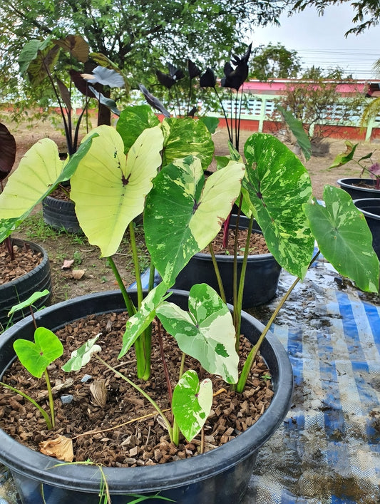 Colocasia White Pharaoh