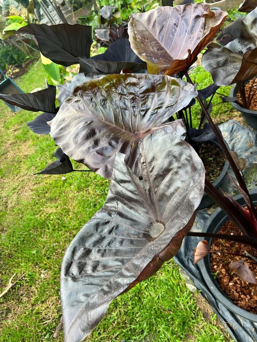 Colocasia Mocha Cup