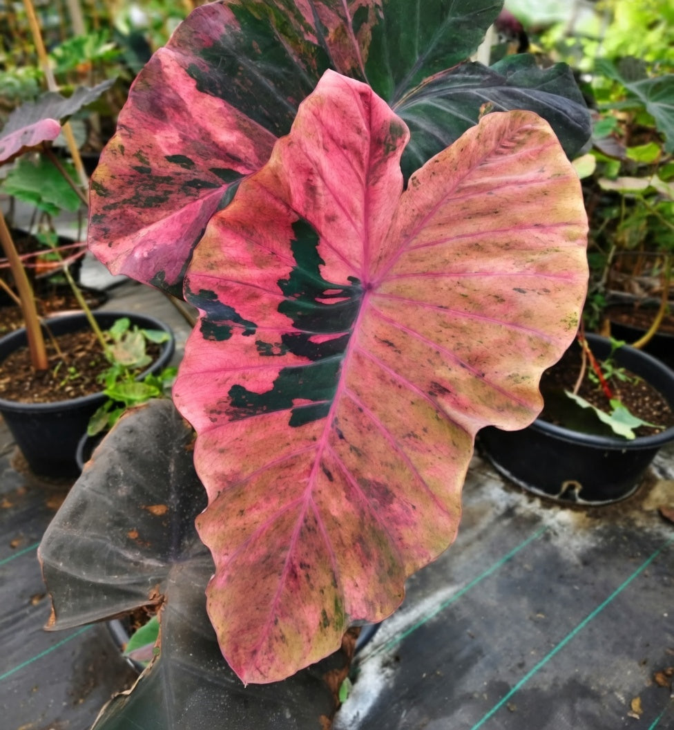 Colocasia Freya