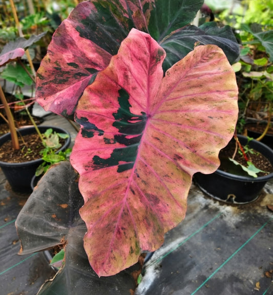 Colocasia Freya
