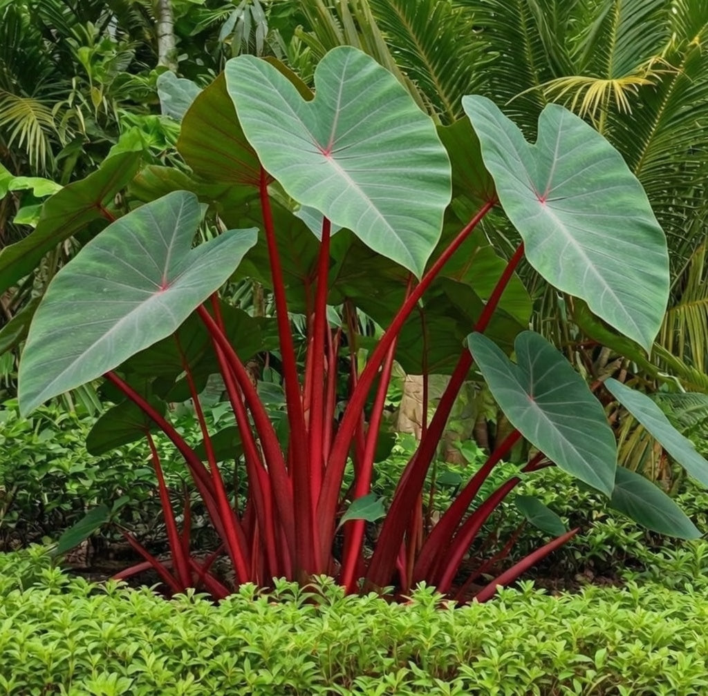 Colocasia Hawaiian Punch
