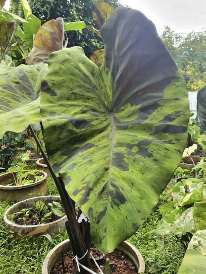 Colocasia Black Nape