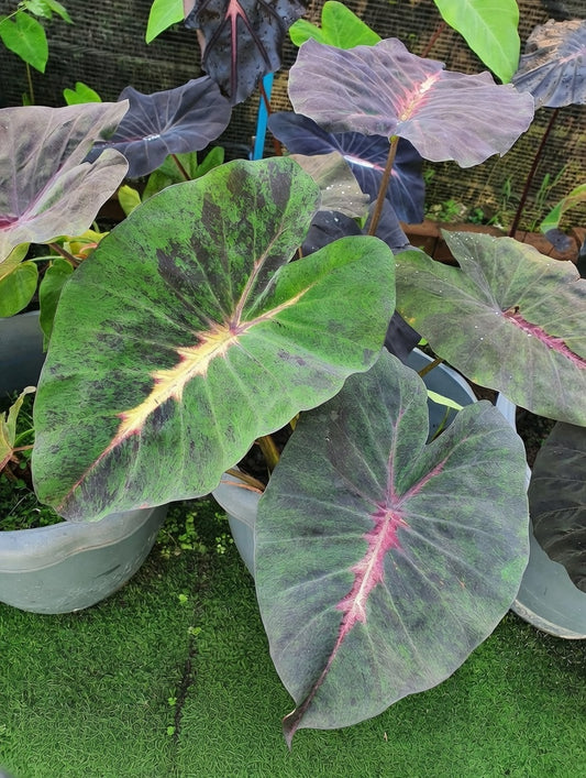 Colocasia Equator