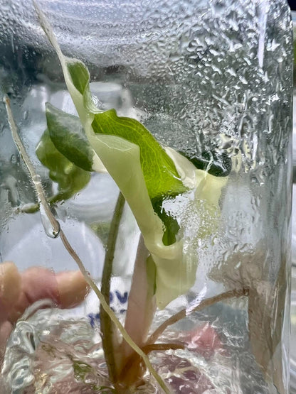 Alocasia Venom Pink Variegated Tissue Culture Plantlet
