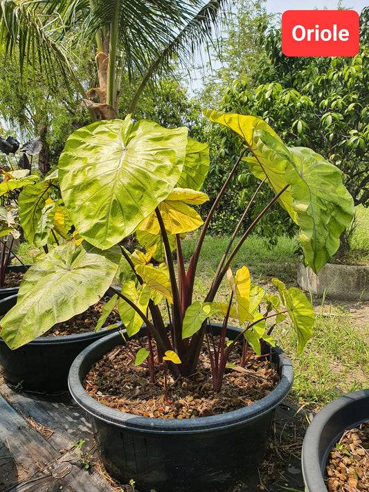 Colocasia Oriole plant in a large pot with glossy golden-yellow leaves on dark maroon stems