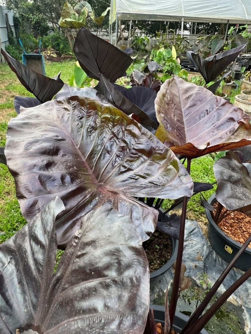 Colocasia Mocha Cup
