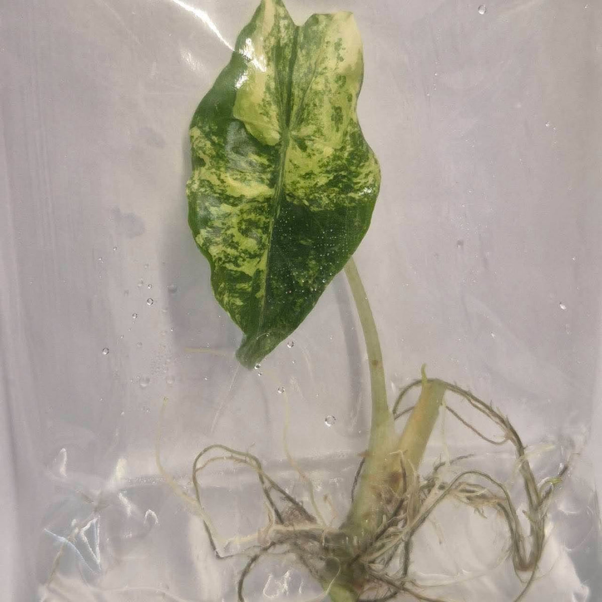 Alocasia Venom Pink Variegated (Grade AB) TC
