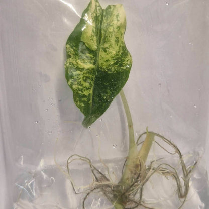 Alocasia Venom Pink Variegated (Grade AB) TC
