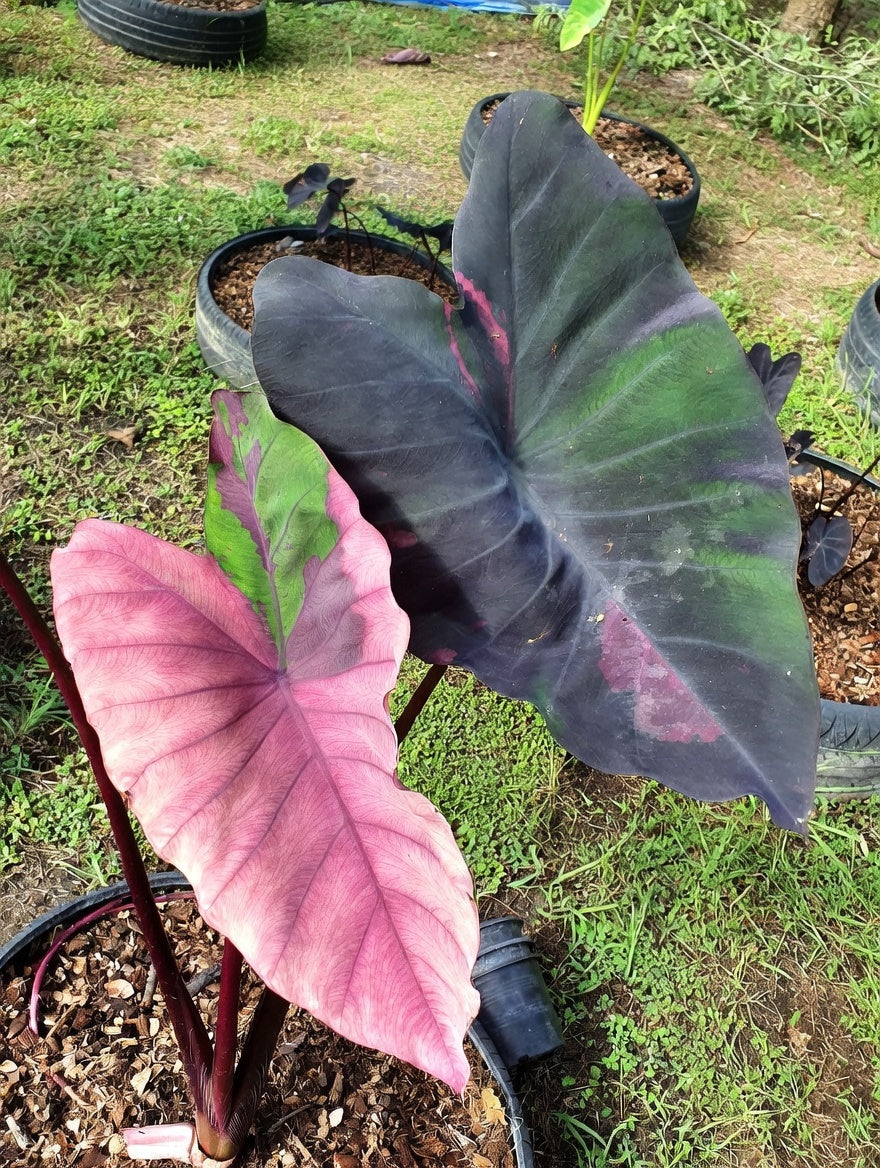 Colocasia Ma Bangkaew