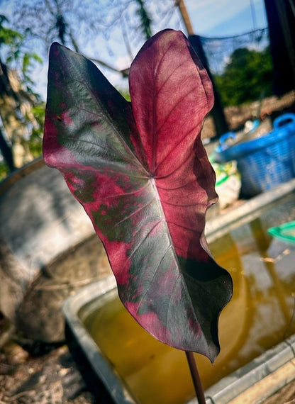 Colocasia Suksathid #2