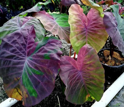Colocasia Phenomena